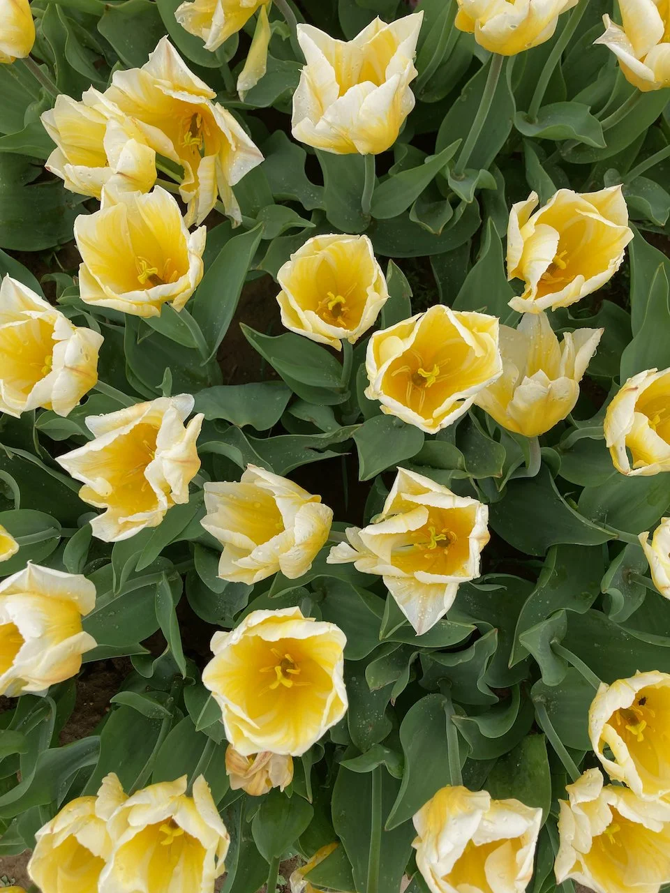 Tulip Farm in New Jersey — LIZ HEATHER